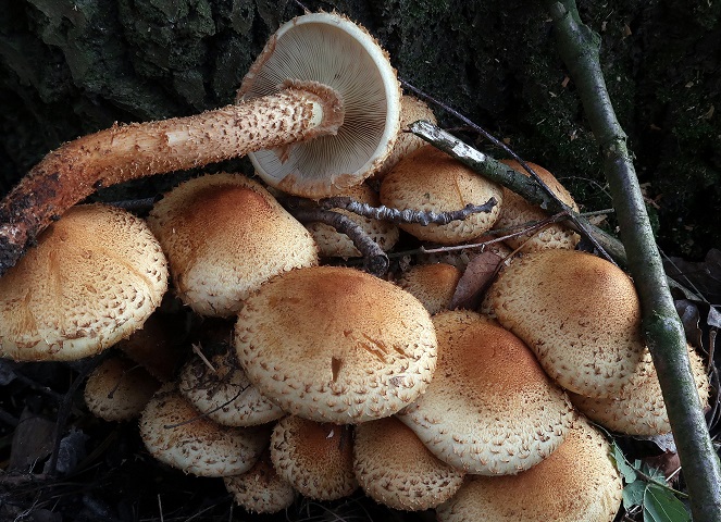 Une photo d'un Pholiota squarrosa